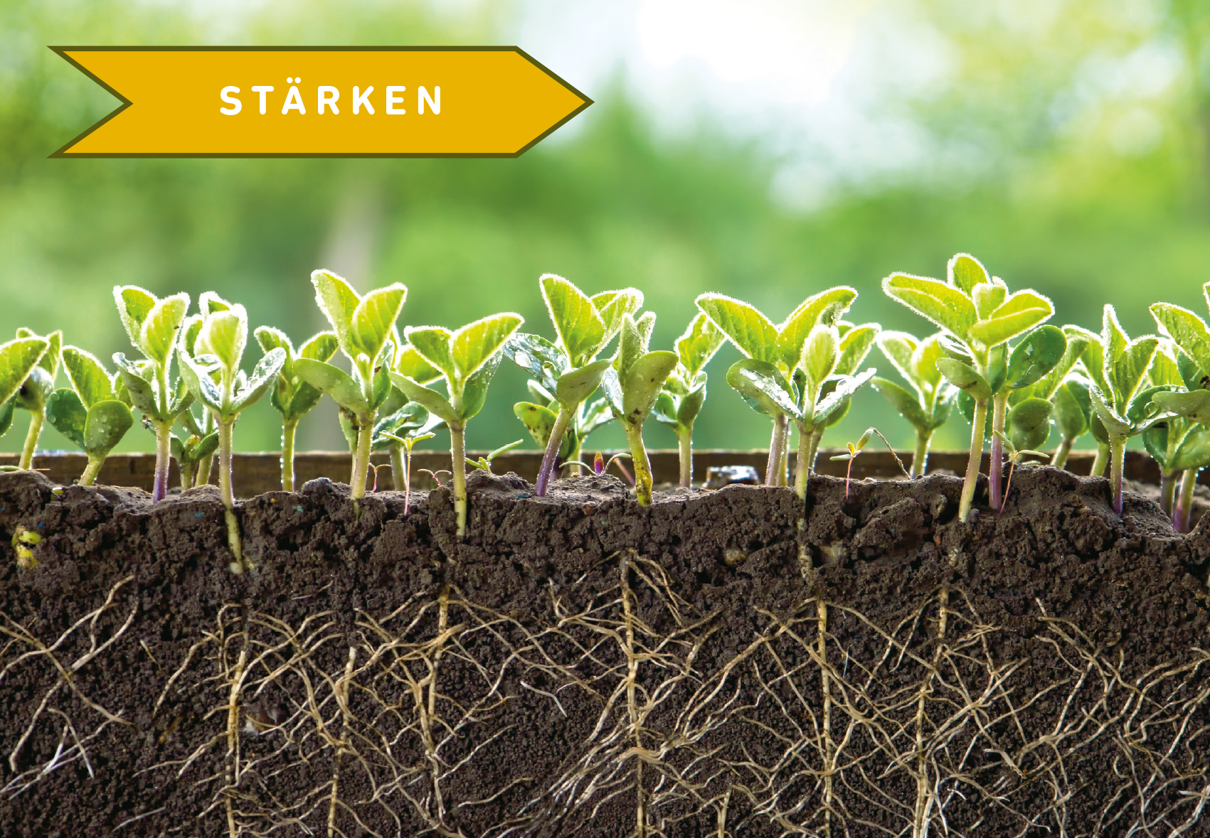 Keimlinge mit Wurzeln in der Erde. Text: Stärken